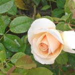 rosa-rampicante